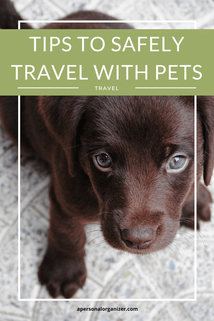 What to do when you need to travel and have a pet? Check these tips to enjoy your trip and make sure Fiddo is safe and happy!